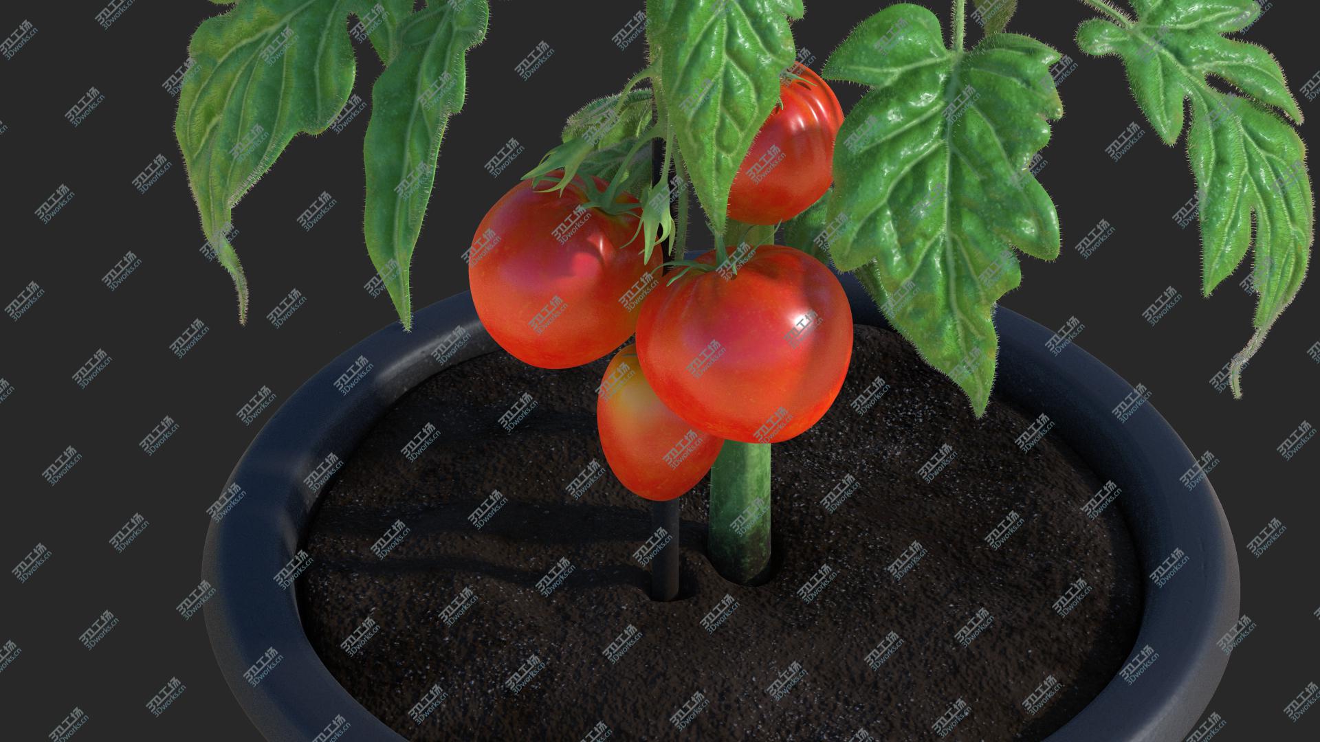 images/goods_img/202105072/3D model Red Tomato Plant Grown Pot/1.jpg